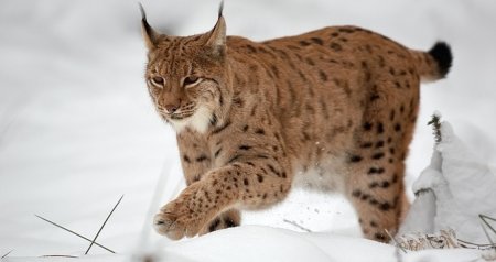 Xocavənddə vəhşi heyvan TƏHLÜKƏSİ - Kənd sakinləri qorxu içində