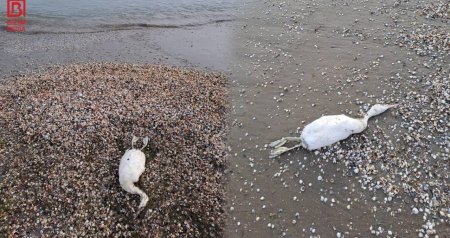 Xəzərin sahilində quş cəsədləri aşkarlandı &ndash; VİDEO