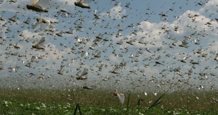 Anomal istilər həşəratları vaxtından əvvəl &ldquo;oyandırdı&rdquo; &ndash; Çəyirtkələrin qarşısı alınmasa, nə baş verə bilər?