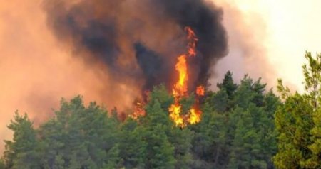Bu bölgələrimizdə meşə yanğınları riski ARTIR &ndash; Ekoloqdan XƏBƏRDARLIQ