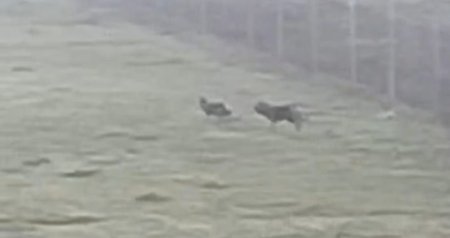 Lənkəran və Masallıda canavar təhlükəsi: Kəndlər təşviş içində -FOTO/VİDEO