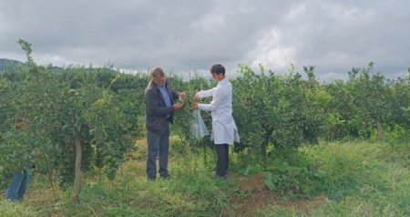 Normadan isti FEVRAL &ndash; Zərərvericilərin sayı ARTIR?