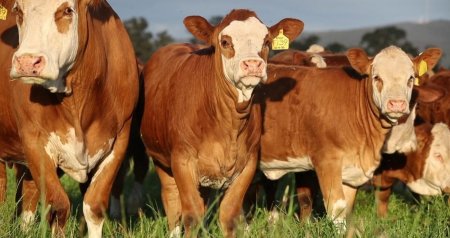 Rusiyada heyvanlar arasında xəstəlik YAYILDI - Ölkəmizə idxal dayandırılıb? &ndash; RƏSMİ AÇIQLAMA