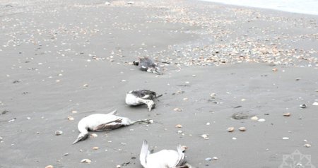 Xəzər sahillərində MÜƏMMA &ndash; Niyə məhz bu növ quşlar tələf olur?