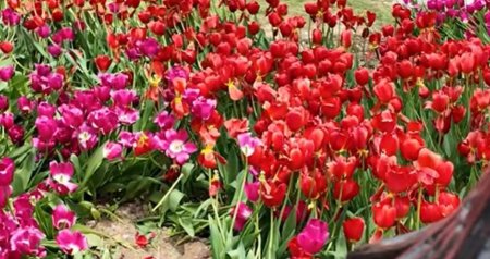 Bulvarda əkilən gülləri kim bu hala salıb? - VİDEO