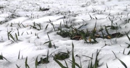 Aprel şaxtası məhsuldarlığa necə TƏSİR EDƏCƏK?