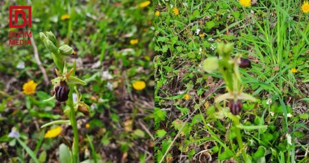 Şuşanın incisi ŞİMALDA &ndash; Bu kənddə 60 ildir Xarıbülbül çiçək AÇIR - VİDEO