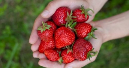 Üzərində bu ləkə olan çiyələyi ALMAYIN &ndash; Zəhərlənə bilərsiniz