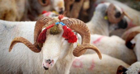 Azərbaycanda Qurban bayramı qeyd edilir