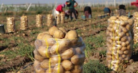 Kartof sahədə 10 qəpik, marketdə 80 qəpik &ndash; Qazanan KİMDİR?
