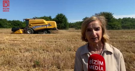 Əkin sahələri artsa da, məhsuldarlıq azalıb... &ndash; Xaçmazın taxıl zəmilərindən VİDEOREPORTAJ