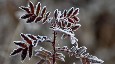 Dekabrın ilk günün hava proqnozu