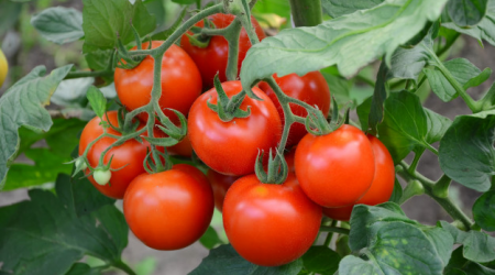 Rusiya Azərbaycanın daha 4 müəssisəsindən pomidor idxalına icazə verdi