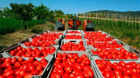 Azərbaycan pomidorları Rusiyaya yol aldı