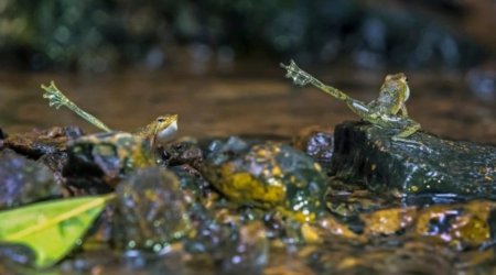 Özünə həmdəm axtaran qurbağa – FOTO