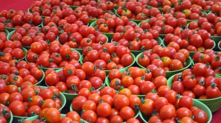 Rusiyaya pomidor ixracı ilə bağlı görüş keçirildi - FOTO