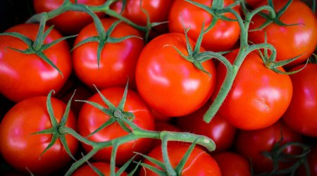 Daha 12 müəssisədən Rusiyaya pomidor ixracına icazə verildi