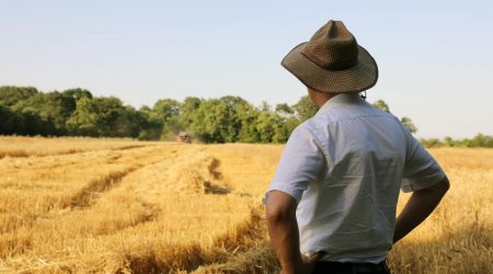 Yeni subsidiya qaydaları əkin sahələrini BOŞ QOYUB