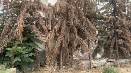 Qurumuş ağacların yerinə yeniləri əkildi - FOTO