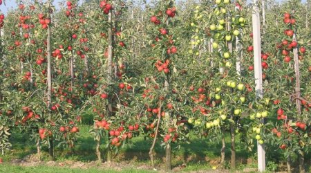 Meyvə ağacları susuzluqdan quruyur - SAKİNLƏR DAD DİLƏDİ - VİDEO