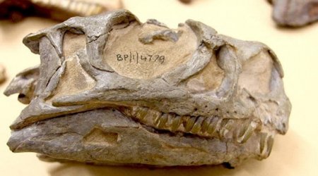 ​​​​​​​Britaniyada 125 milyon il əvvələ aid dinozavr qalıqları tapıldı