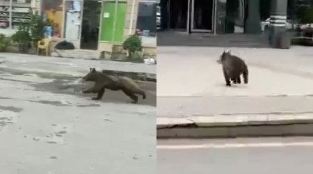 Azərbaycanda ayılar vahiməyə səbəb oldu - VİDEO 