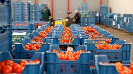 Rusiya Azərbaycanın 16 müəssisəsindən pomidor ixracına icazə verdi
