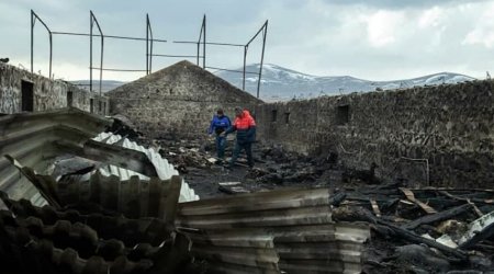 Göyçədə yanğın: 500 qoyun, 25 inək yandı - VİDEO