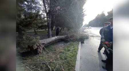 Mingəçevirdə küləyin FƏSADLARI: 20-dən çox ağac aşdı – FOTO/VİDEO