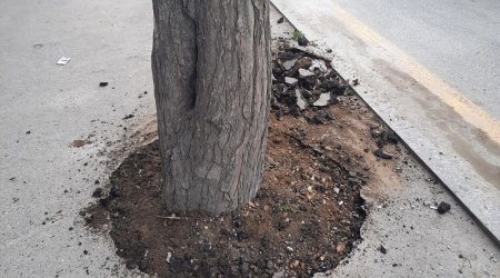 Ağacların dibi asfaltdan təmizləndi - FOTO