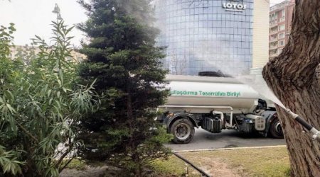 Bakıda yol kənarlarındakı ağaclar budanır və yuyulur - FOTO