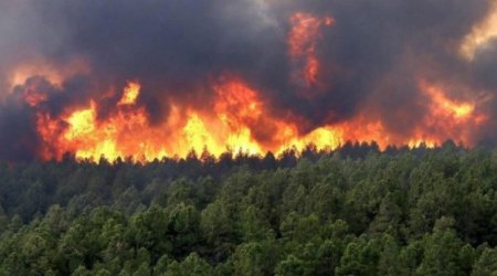 İlisu qoruğunda söndürülən yanğın yenidən alovlandı 