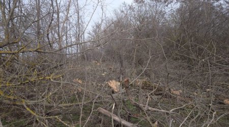 Qubada ağaclar kütləvi şəkildə qırılır, araşdırma başlandı - FOTO