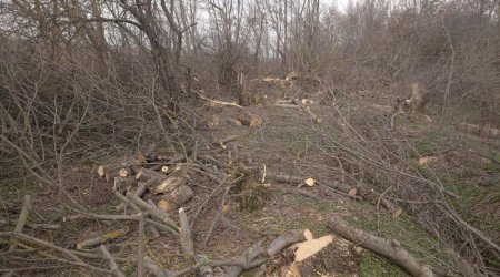 Qubanın Vladimirovka kəndində kütləvi kəsilən ağaclarla bağlı MÜƏMMA – Sifarişçi kimdir? 