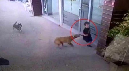 Goranboyda sahibsiz it azyaşlıya hücum etdi
