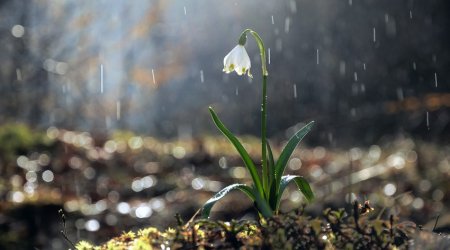 Azərbaycanda sabaha olan hava PROQNOZU