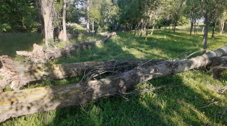Yevlaxda yaşıllıq zolağında ağaclar kəsildi - FOTO