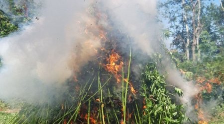 Neftçalada 11 ton çətənə kolu məhv edildi