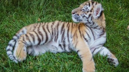 Bakı Zooloji Parkında pələng balası doğulub - FOTO 