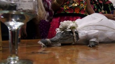 Meksikada bələdiyyə başçısı timsahla evləndi – VİDEO