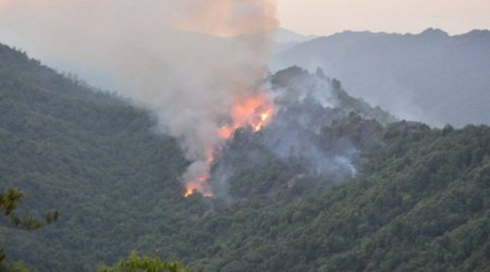 Şabrandakı yanğının qarşısı alındı