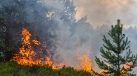 Yuxarı Tala kəndindəki yanğın NƏZARƏT ALTINA ALINDI