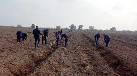 Meşə fondu torpaqlarında dörd günə 100 mindən artıq ağac əkilib - FOTO 