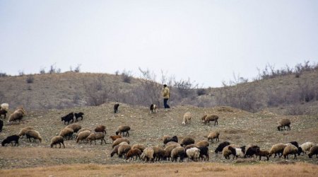 Azərbaycan sərhədini pozan Gürcüstan vətəndaşları çobanı bıçaqladılar