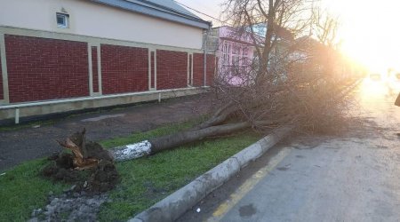 Güclü külək şimal bölgəsində fəsadlara yol açıb - FOTO