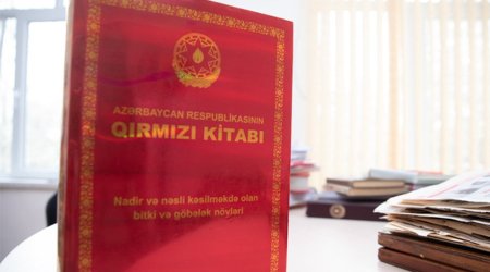 Azərbaycanda nəsli kəsilməkdə olan heyvanların adları AÇIQLANDI