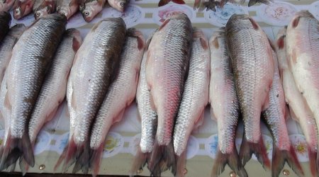 Azərbaycana kütüm balığı İrandan gətirilir? – AÇIQLAMA 