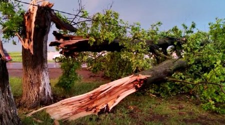 Cəlilabadda küləyin törətdiyi FƏSADLAR: Bölgə işıqsız qaldı, ağaclar qırıldı - VİDEO