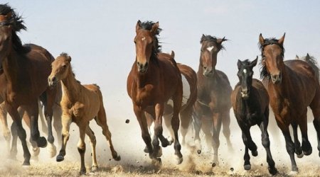 Atların xüsusi təhlükəli xəstəliklərinə qarşı epizootoloji monitorinqlər KEÇİRİLƏCƏK 