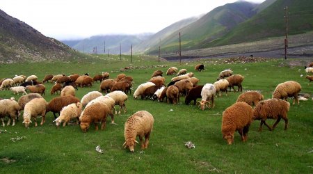 Göyçayda kənd sakininin bütün qoyunlarını OĞURLADILAR 